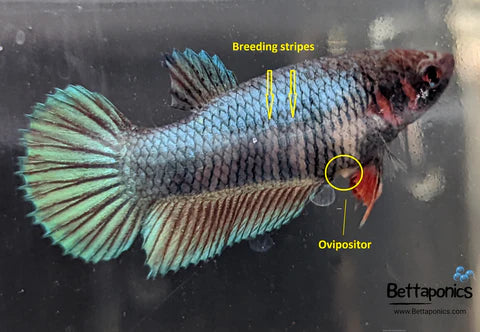 Determining gender of betta fish